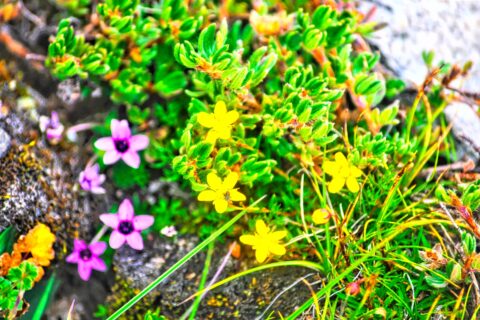 EBC & Goykjo Lakes (10)