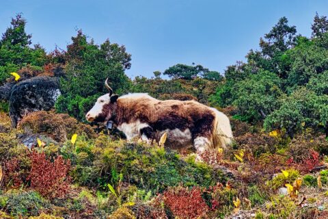 Everest Base Camp (5)